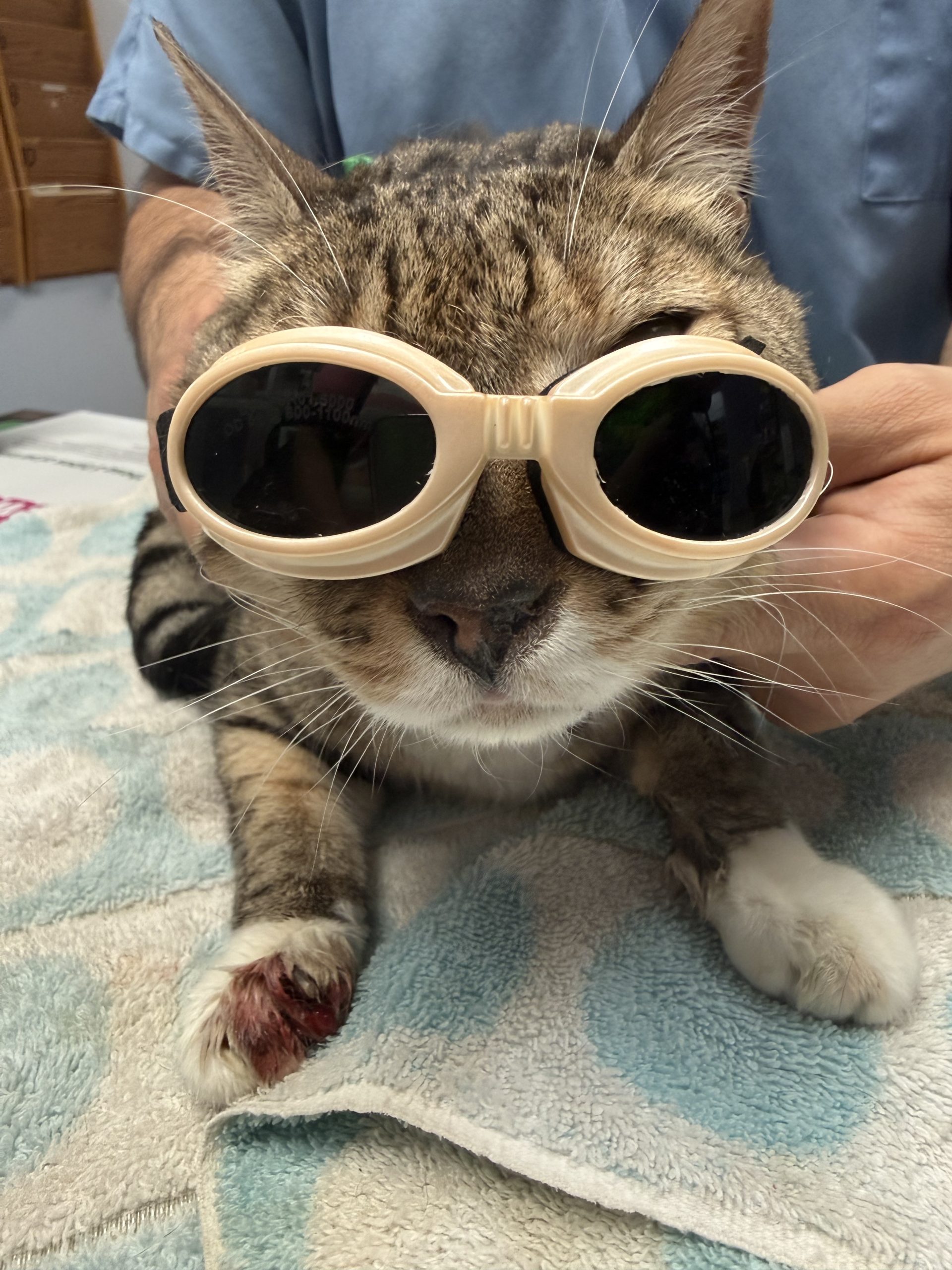Cold Laser Therapy